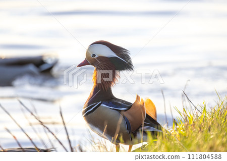 Mandarin Duck by the Water at Sunrise 111804588
