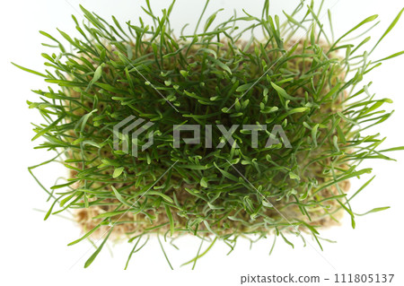 Top view of green wheatgrass stalks over white 111805137