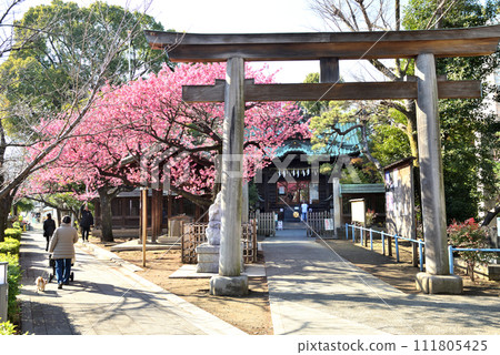 Early-blooming cherry blossoms bloom vividly at a Shinagawa shrine 111805425