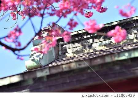 品川神社屋頂和早開的櫻花 111805429