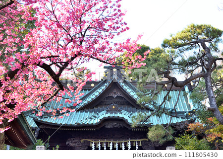 Early-blooming cherry blossoms bloom vividly at a Shinagawa shrine 111805430