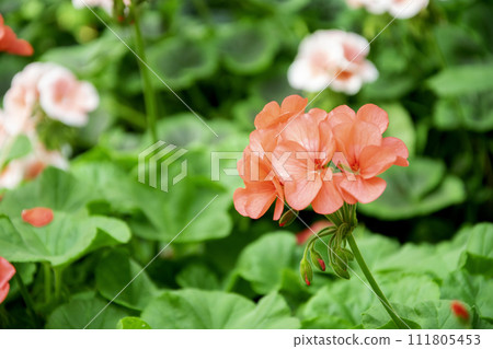 Orange geranium flowers in a summer garden. 111805453