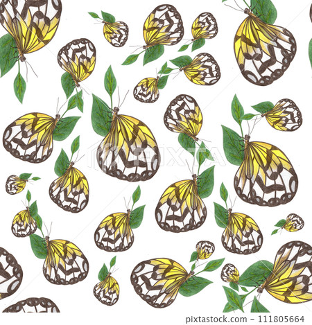 Seamless Pattern with Colorful Butterflies on White Background. Seamless Pattern with Colorful Butterflies on White Background. 111805664