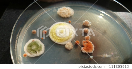 Colonies of mold that are red, yellow, or green in color 111805913
