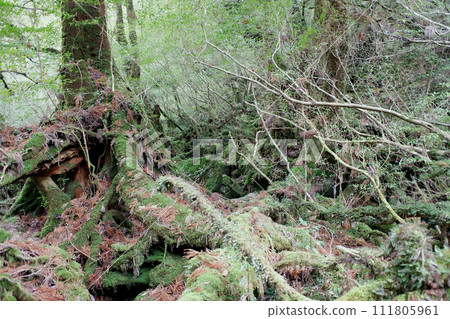 Yakushima Shiratani cloud water gorge Moss forest 111805961