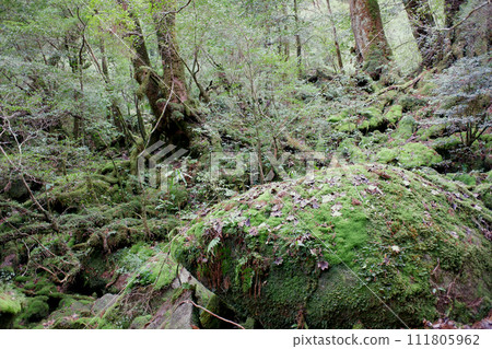 Yakushima Shiratani cloud water gorge Moss forest 111805962