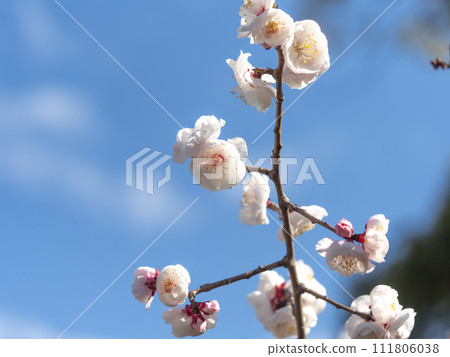 Plum blossoms blooming in a shrine Plum blossoms blooming in a shrine 111806038