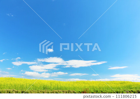 Hokkaido blue sky and rape field scenery 111806215