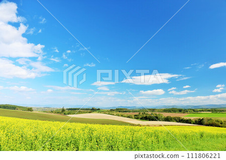 Hokkaido blue sky and rape field scenery 111806221