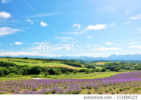 Hokkaido summer blue sky and lavender scenery Hokkaido summer blue sky and lavender scenery 111806225