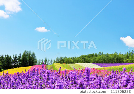Furano in the blue sky of Hokkaido, a beautiful flower field 111806228
