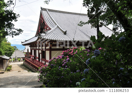 八田寺的繡球花【奈良縣大和郡山市】 111806253