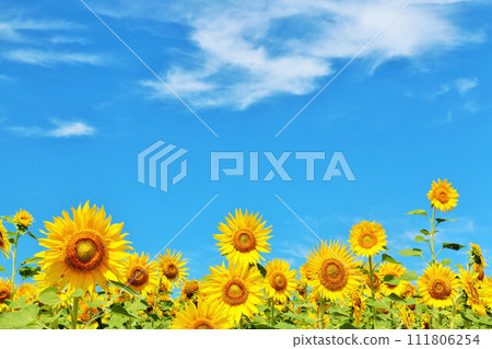 北海道夏天藍天和向日葵領域 111806254