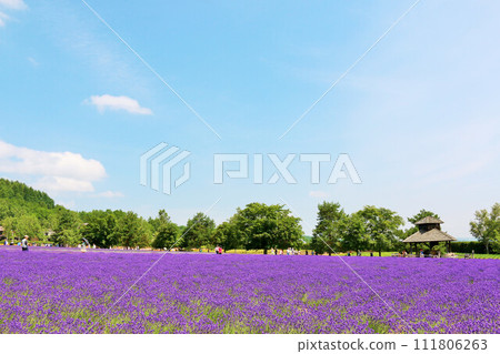 Hokkaido summer blue sky and lavender fields 111806263