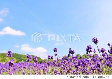 Hokkaido summer blue sky and lavender 111806264