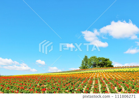 Hokkaido blue sky flower garden Hokkaido blue sky flower garden 111806271