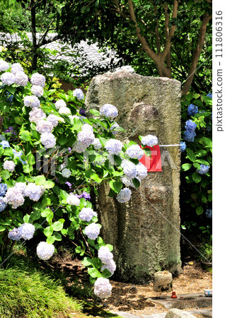 Hydrangea and miso-named Jizo statue at Yata Temple [Yamatokoriyama City, Nara Prefecture] 111806316