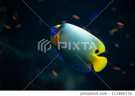 aquarium fish 111806318