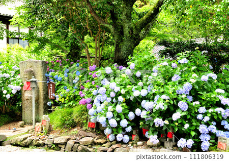 Hydrangea and miso-named Jizo statue at Yata Temple [Yamatokoriyama City, Nara Prefecture] 111806319
