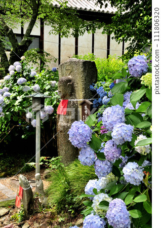 Hydrangea and miso-named Jizo statue at Yata Temple [Yamatokoriyama City, Nara Prefecture] 111806320