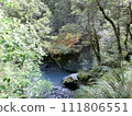 Clear streams, moss-covered rocks and lush forests in Aspiring, New Zealand 111806551