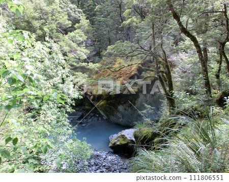 Clear streams, moss-covered rocks and lush forests in Aspiring, New Zealand 111806551