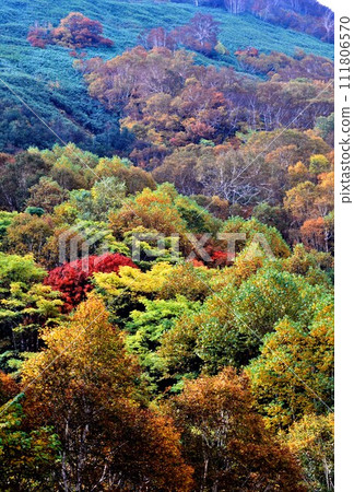 北海道北平峽大壩的秋葉 北海道北平峽大壩的秋葉 111806570