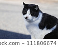 cat watching from the sidelines 111806674