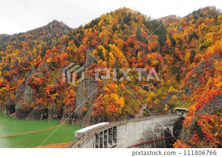 北海道北平峽大壩的秋葉 111806766