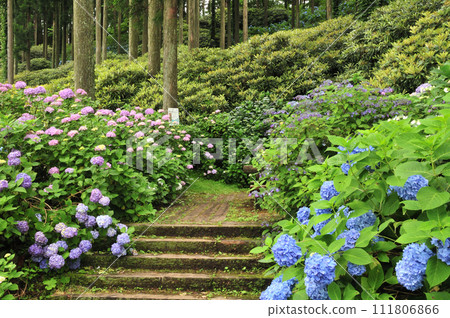花園繡球園【和歌山縣葛城町】 111806866