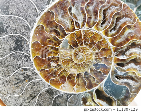 ammonite fossil texture ammonite fossil texture 111807129