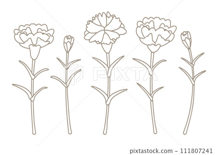 simple carnation line drawing 111807241