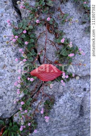 石牆上盛開的花朵和紅色落葉 111807382