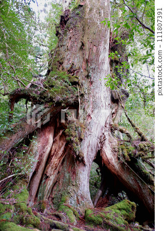 Yakushima Shiratani Unsuikyo Kuge Cedar 111807391
