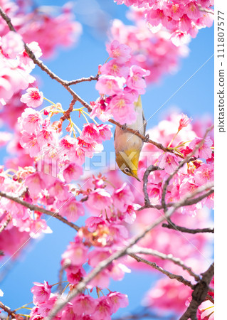 Kanhizakura and white-eye 111807577