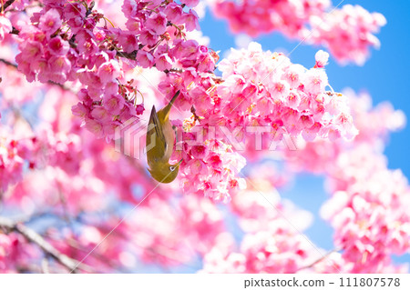 Kanhizakura and white-eye 111807578