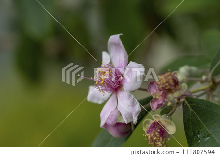 具有許多雄蕊和長雌蕊的花，有點像玫瑰。 111807594