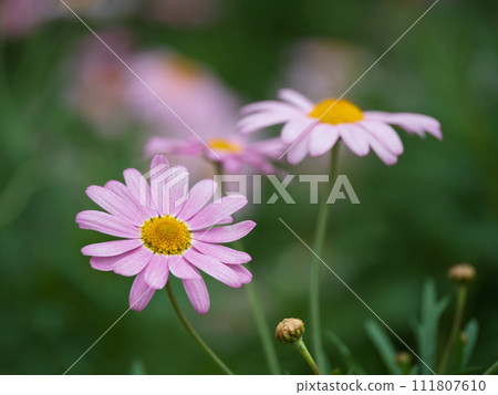 pink marguerite in flower bed pink marguerite in flower bed 111807610