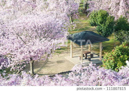 垂枝櫻花盛開的公園涼亭 111807815