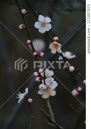 梅花告訴春天 111807823