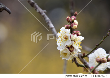 白梅花 111807825
