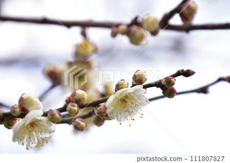 白梅花 白梅花 111807827