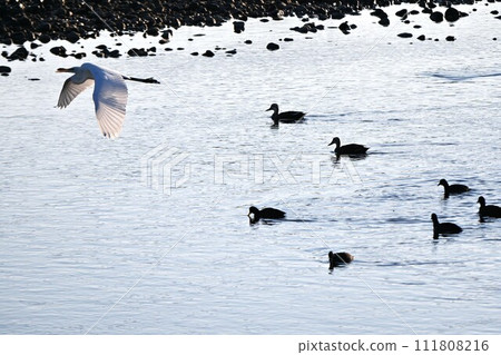 Morning river view and wild birds Morning river view and wild birds 111808216