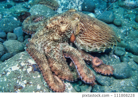 Octopus, octopus 6 Octopus, octopus 6 111808228