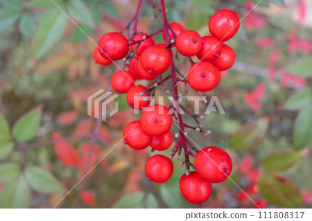 Nanten no Mi in the garden of Toji-in Temple in Kita Ward, Kyoto City 111808317