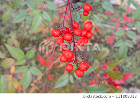 Nanten no Mi in the garden of Toji-in Temple in Kita Ward, Kyoto City Nanten no Mi in the garden of Toji-in Temple in Kita Ward, Kyoto City 111808318