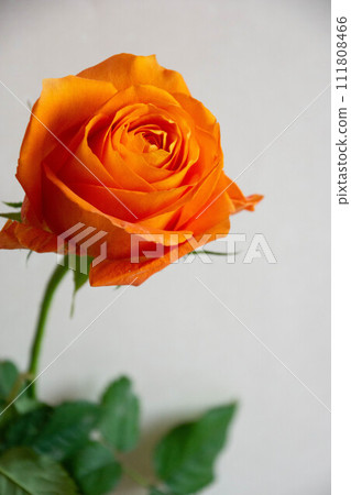 Rose of orange 111808466