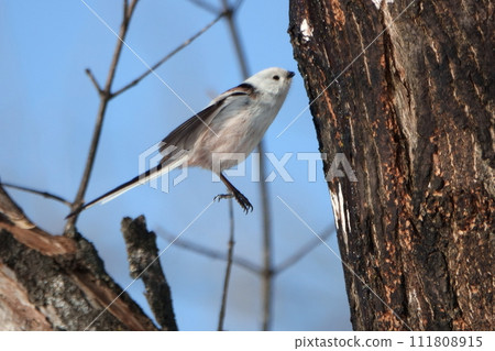 A long-tailed tit hovers and licks the sap of a maple tree in a park in Hokkaido in winter A long-tailed tit hovers and licks the sap of a maple tree in a park in Hokkaido in winter 111808915