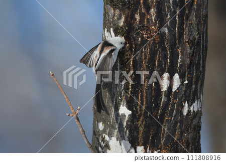 A long-tailed tit hovers and licks the sap of a maple tree in a park in Hokkaido in winter A long-tailed tit hovers and licks the sap of a maple tree in a park in Hokkaido in winter 111808916