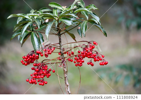 呼氣 呼氣 111808924